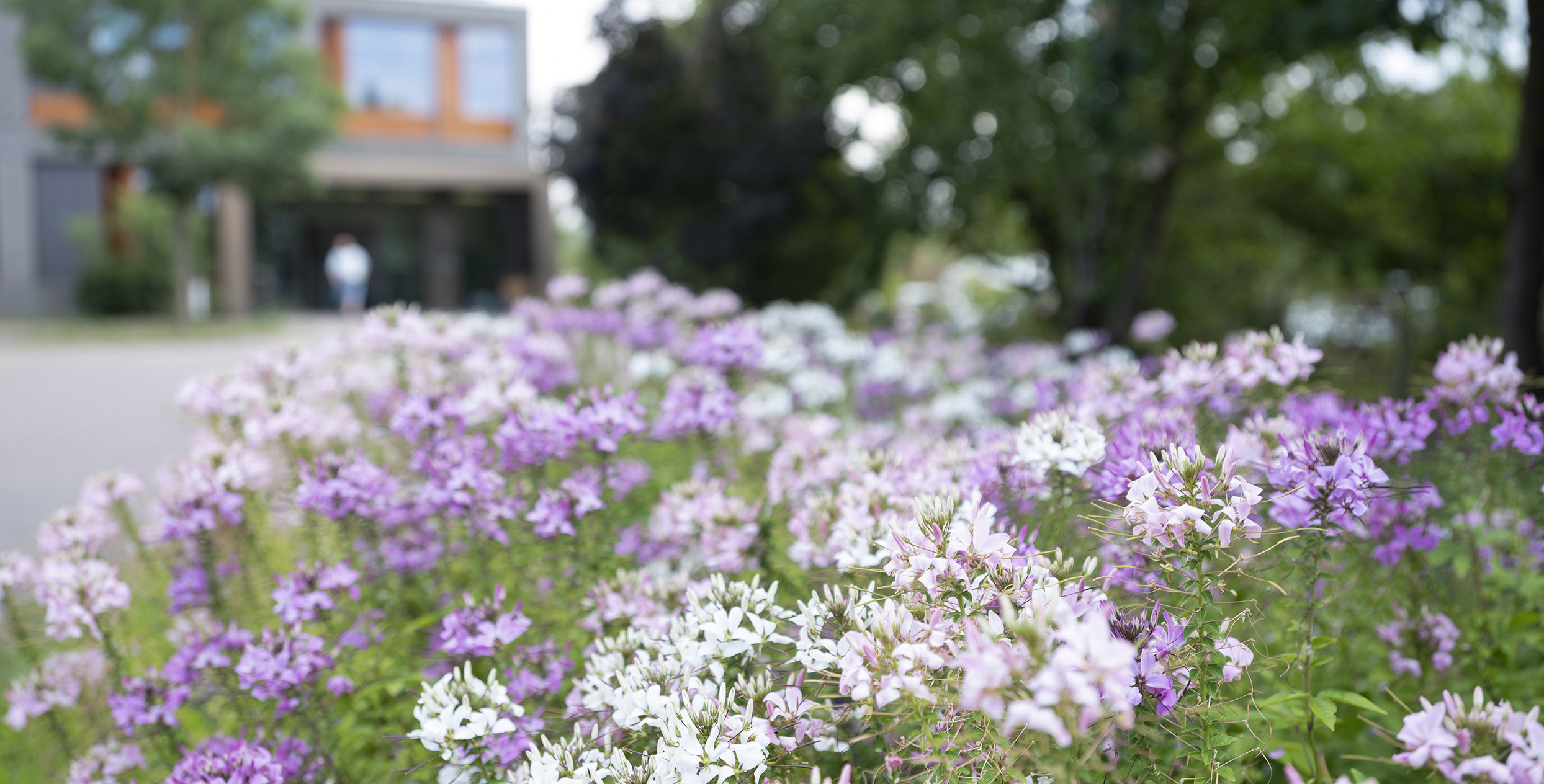 Violette und Weisse Blumen Nahaufnahme, im Hintergrund ein unscharfes Gebäude