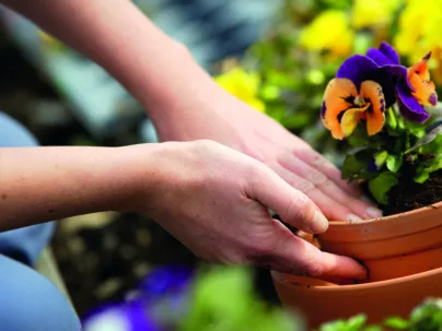 Hände am eintopfen Blumentopf